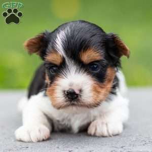 Daryl, Biewer Terrier Puppy